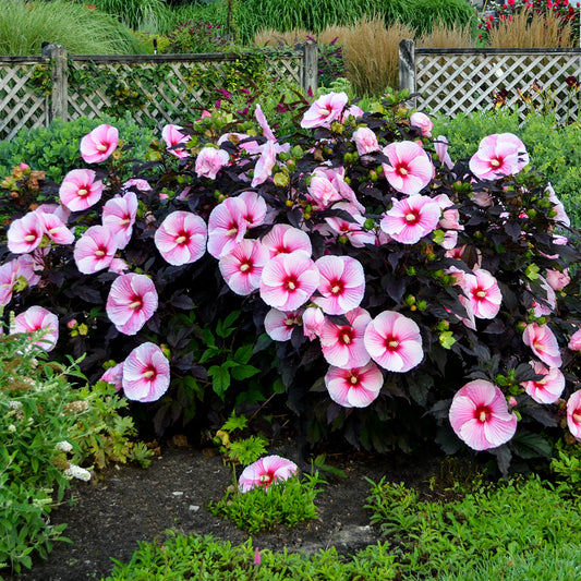 Hibiscus-Starry Starry Night 2C