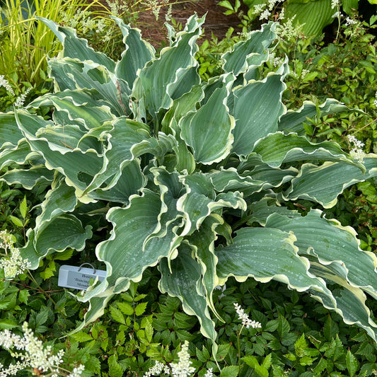 Hosta-Dancing in the Moonlight 1C