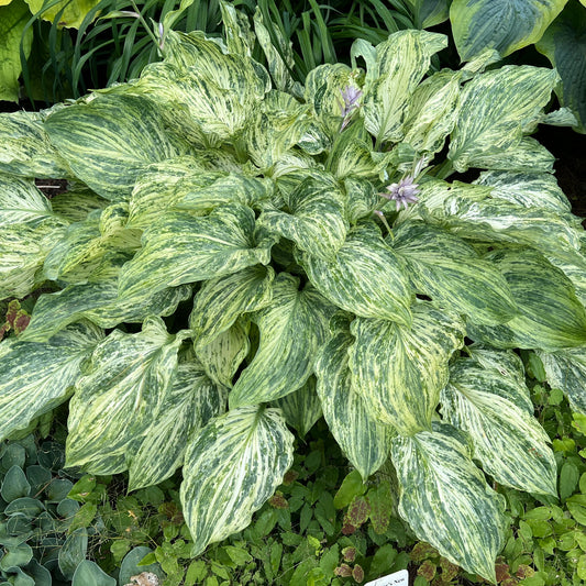 Hosta-Emperor's New Clothes 1C