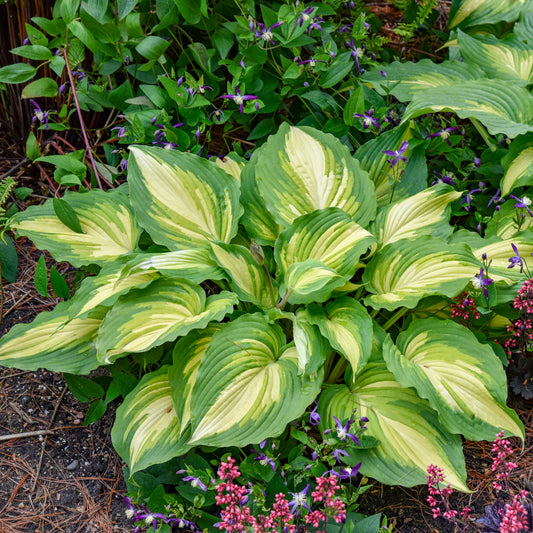 Hosta-Love Story 1C