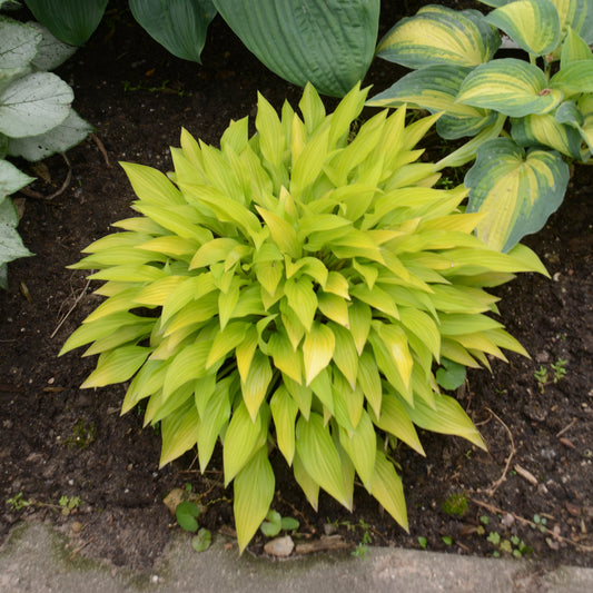 Hosta-Munchkin Fire 1C