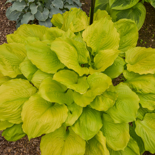 Hosta-Seasons in the Sun 1C