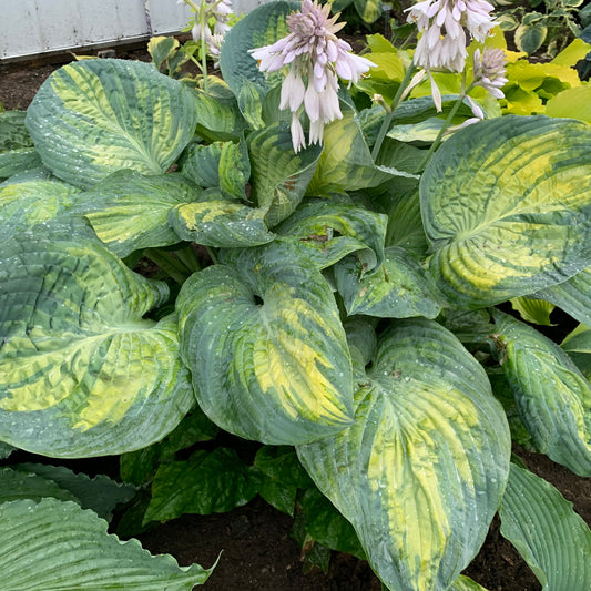 Hosta-Sound of Music 1C