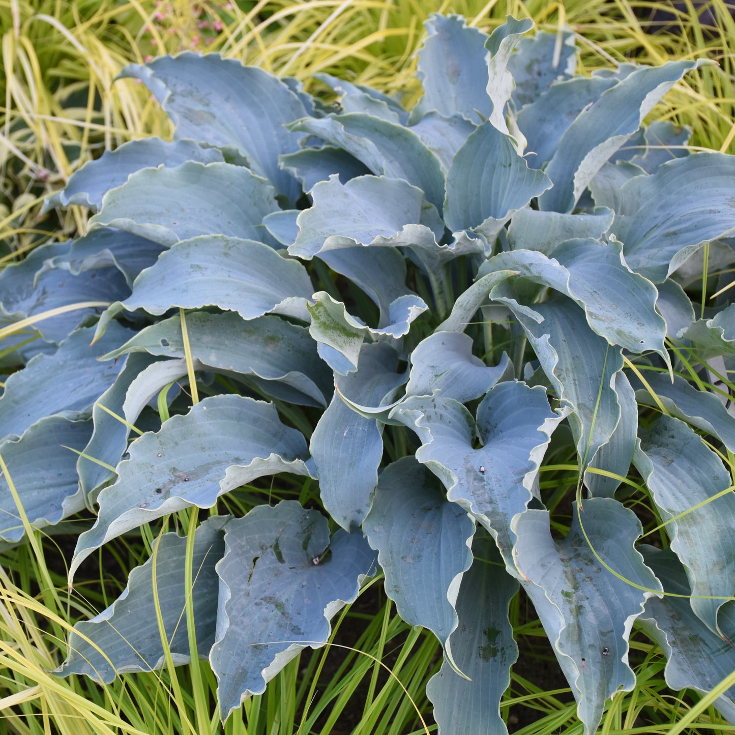 Hosta-Tears in Heaven 1C