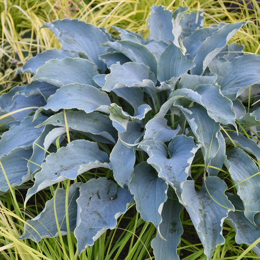 Hosta-Tears in Heaven 1C