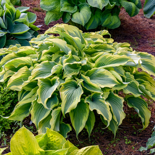 Hosta-Voices in the Wind 1C