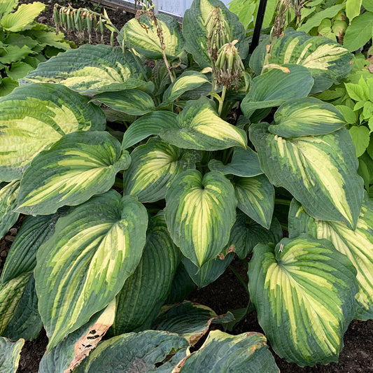 Hosta-When I Dream 1C