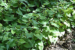 Houttuynia-Chameleon Plant 3.5"