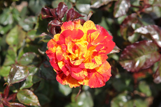 Rose-Chihuly On Std 10C