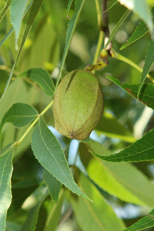 Pecan-Hardy 2.0"B