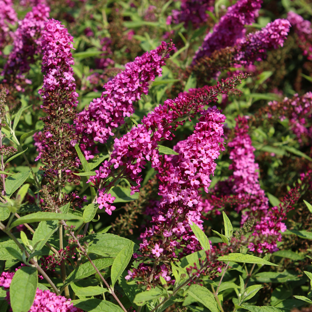 Buddleia-Ruby Chip 2C – Country Arbors Nursery