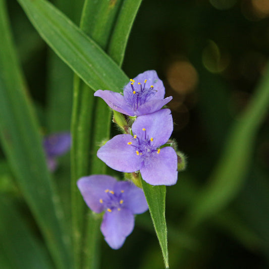 Tradescantia-Ohiensis 1C