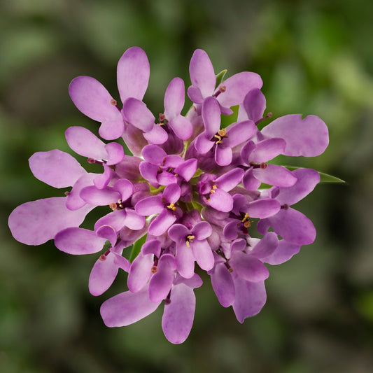Iberis-Mermaid Lavender 1C