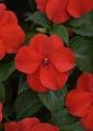 Impatiens-Beacon Bright Red 6 Pack