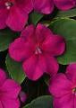 Impatiens-Beacon Violet Shades 6 Pack