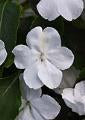 Impatiens-Beacon White 3.5"