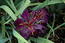Iris-Black Gamecock 3.5"
