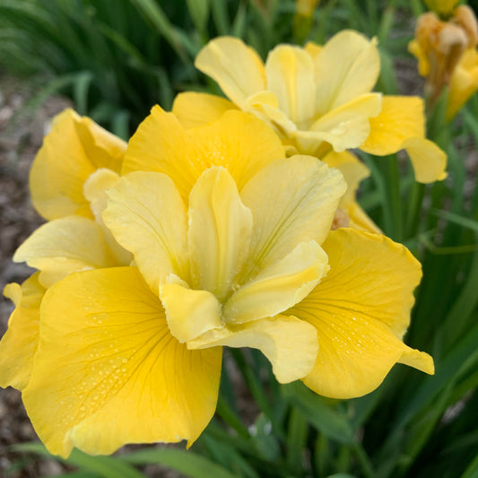 Iris-Sunfisher 1C