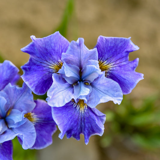 Iris-Tutu Blue 1C