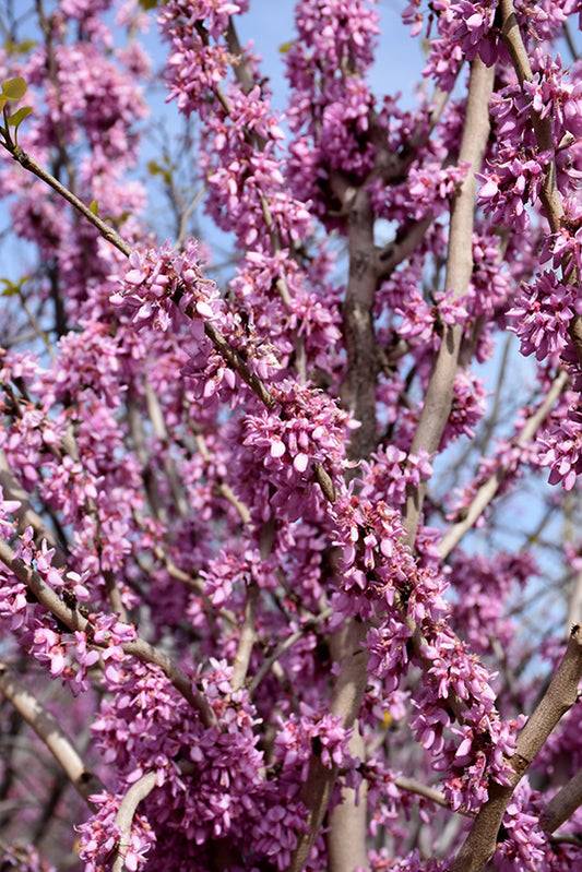 Redbud-Bubble Gum 7C