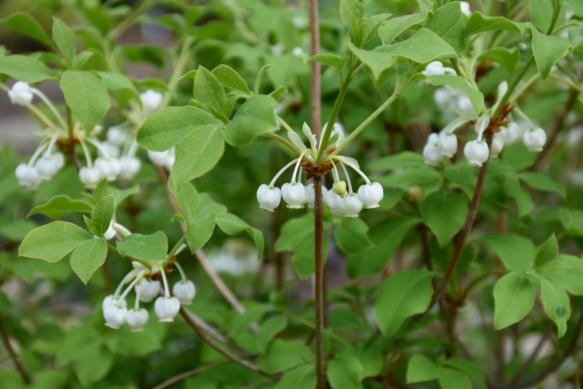 Enkianthus-White 3C
