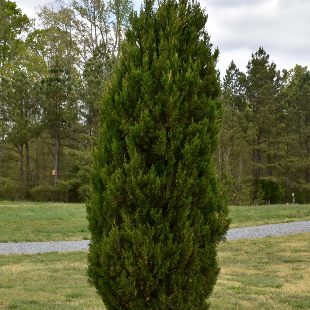 Juniper-Spartan 4-5' 15C