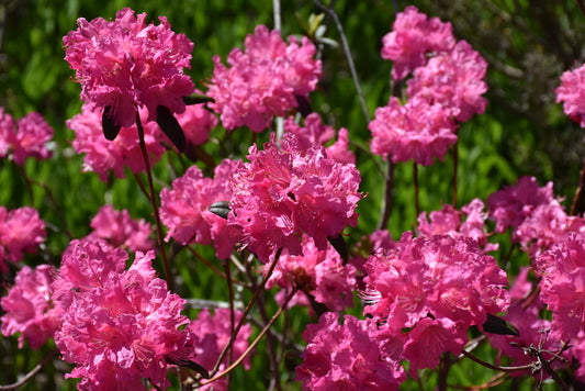 Rhododendron-PJM Landmark 3C