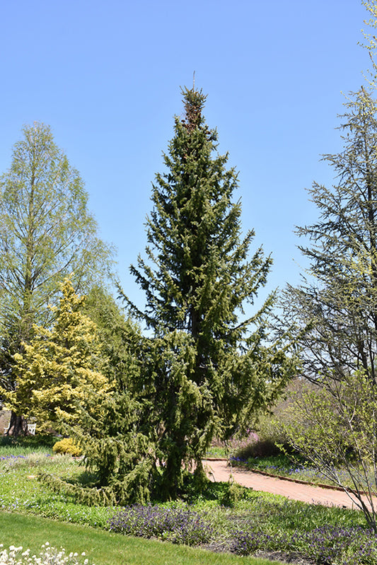 Spruce-Serbian 7-8'BP