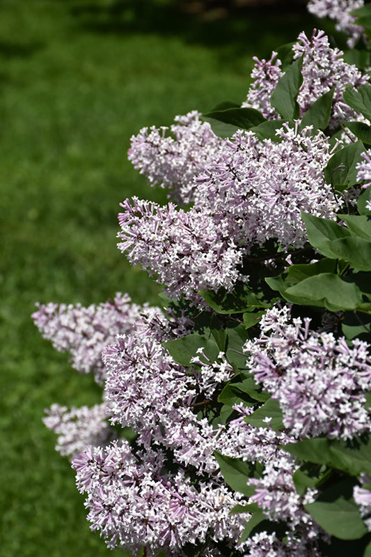 Lilac-Miss Kim 2C