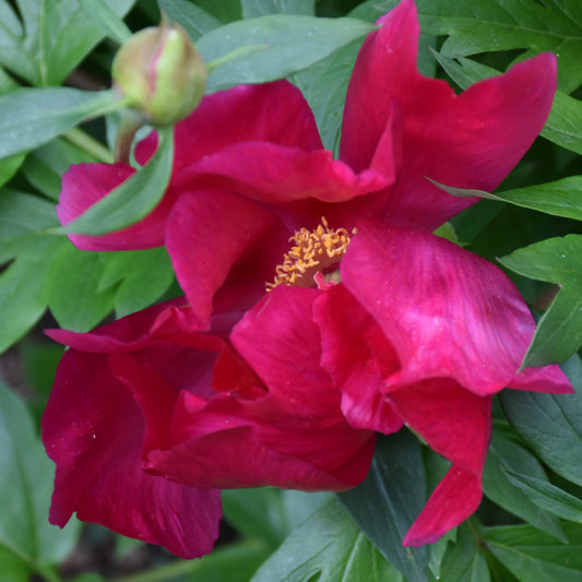 Peony-Scarlet Heaven ITOH 3C