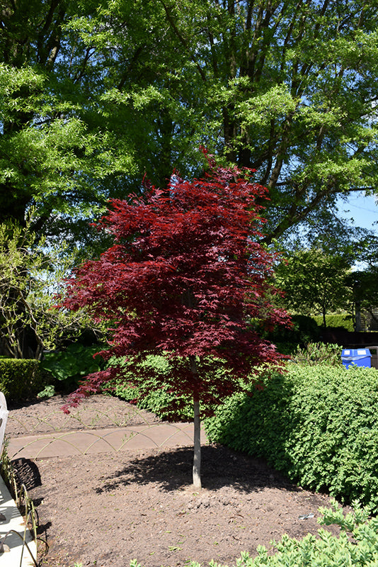 Maple-Fireglow 5'B