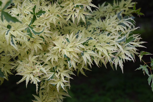 Maple-Butterfly 6C