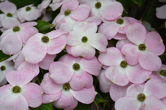 Dogwood-Stellar Pink 1.25"B