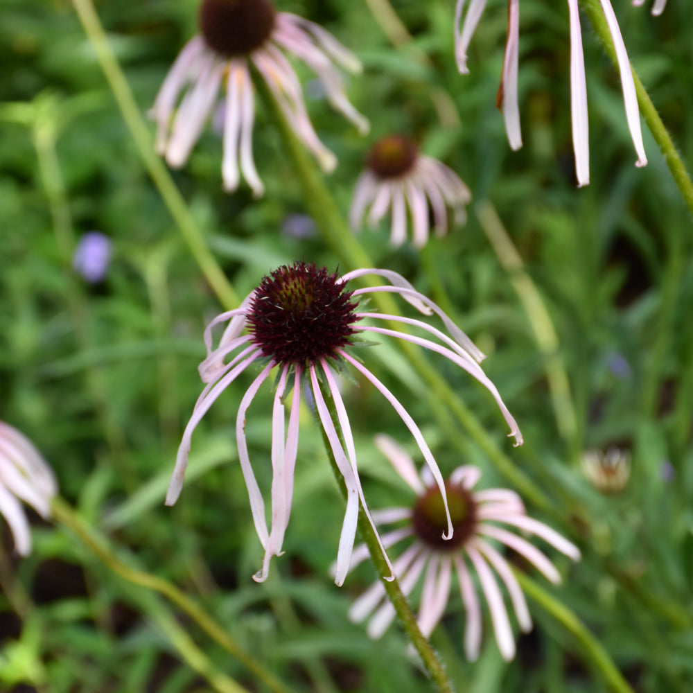 Echinacea-Pallida 1C
