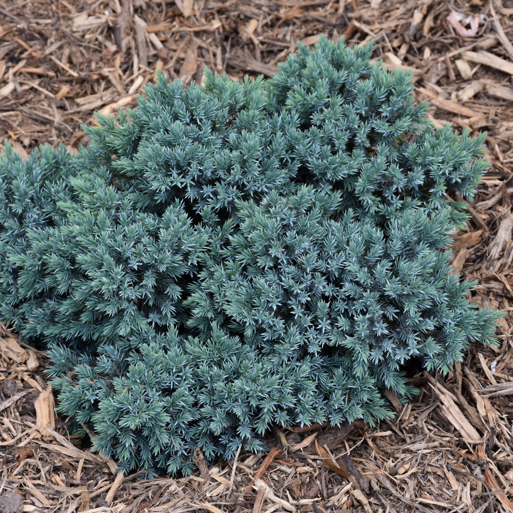 Juniper-Blue Star 3C