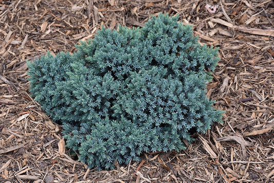 Juniper-Blue Star 2C