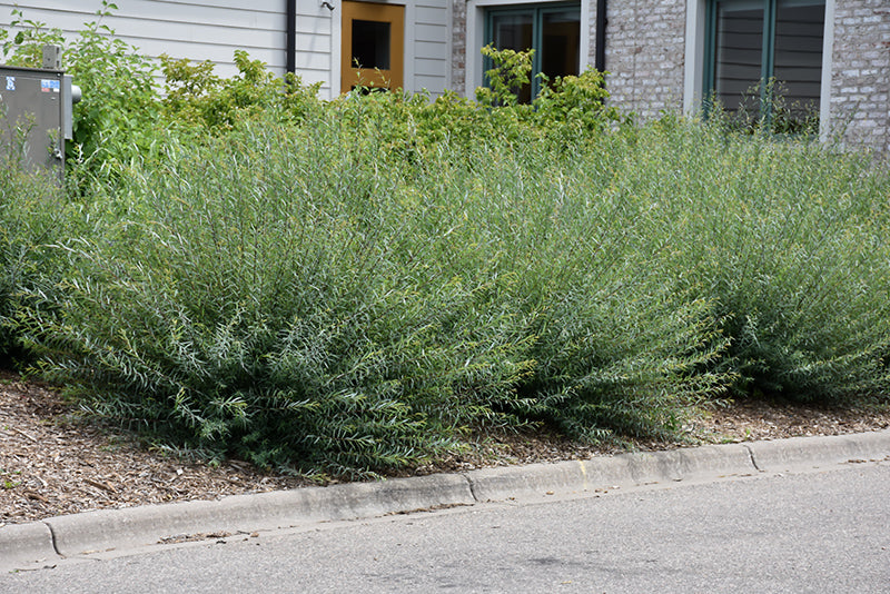 Willow-Arctic Blue 3C