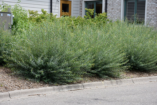 Willow-Arctic Blue 3C
