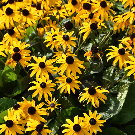 Rudbeckia-Fulgida 1C