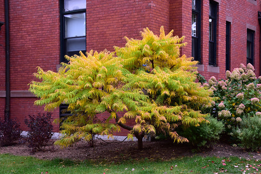 Sumac-Tiger Eyes® 3C