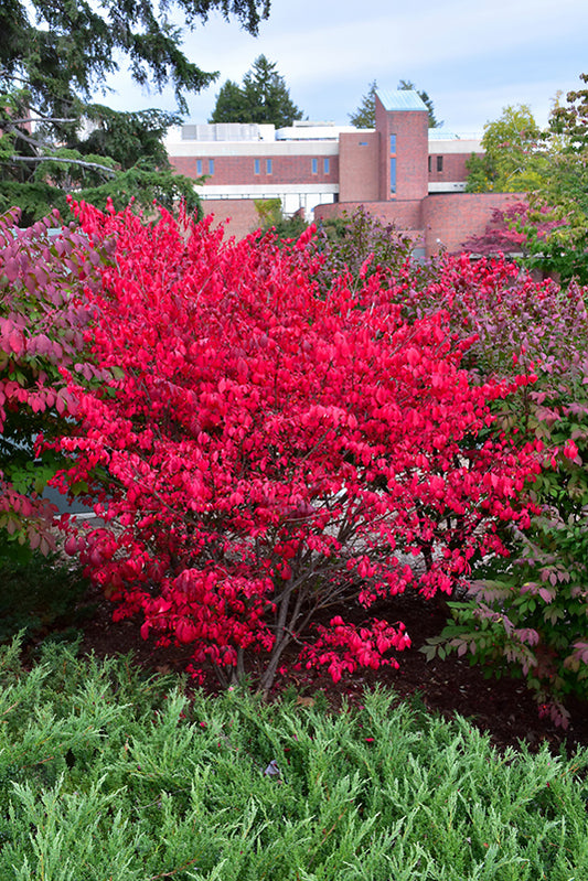 Burning Bush-Compact 5'BP