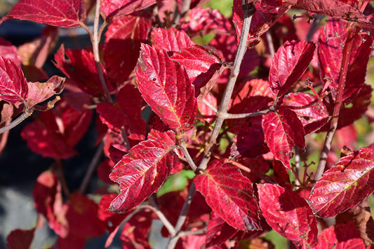 Viburnum-Chicago Lustre 3CP