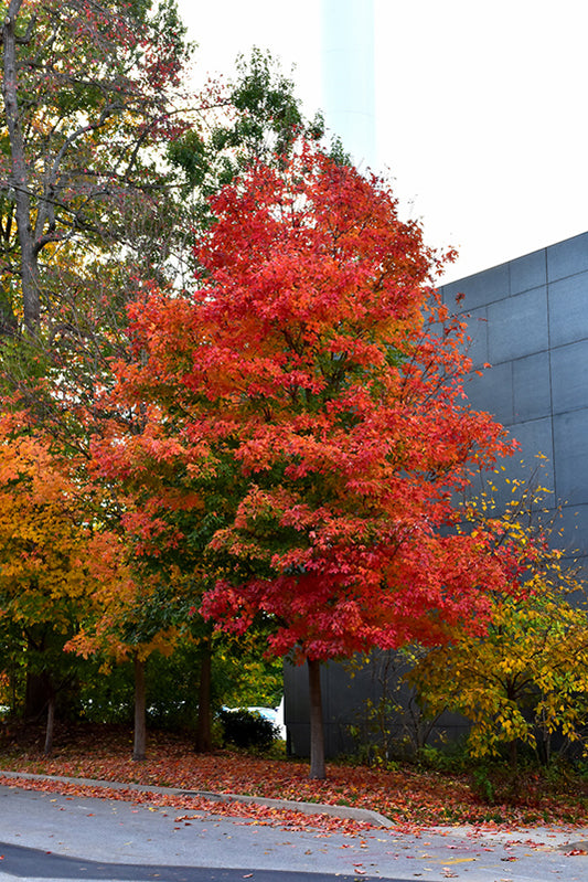 Maple-Fall Fiesta 7C
