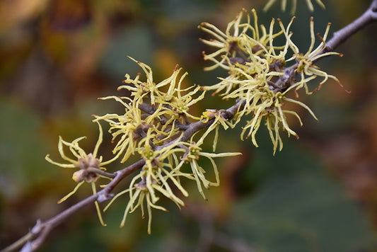 Witchhazel-Common 4'B
