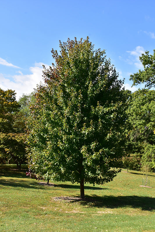 Maple-Marmo 3.0"B
