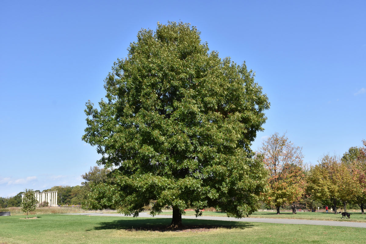 Oak-Scarlet 2.0"B