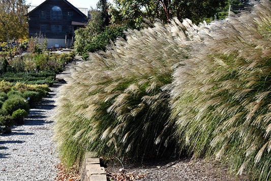 Grass-Gracillimus 3C