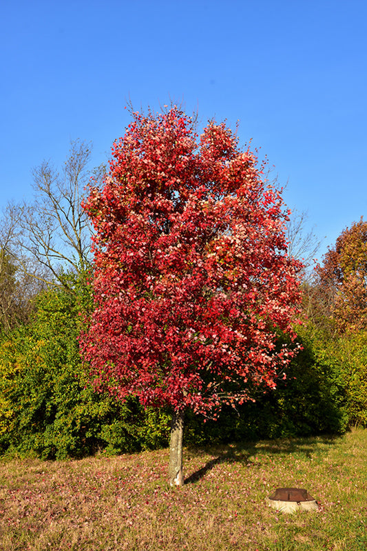 Maple-Autumn Flame 3.5"BP