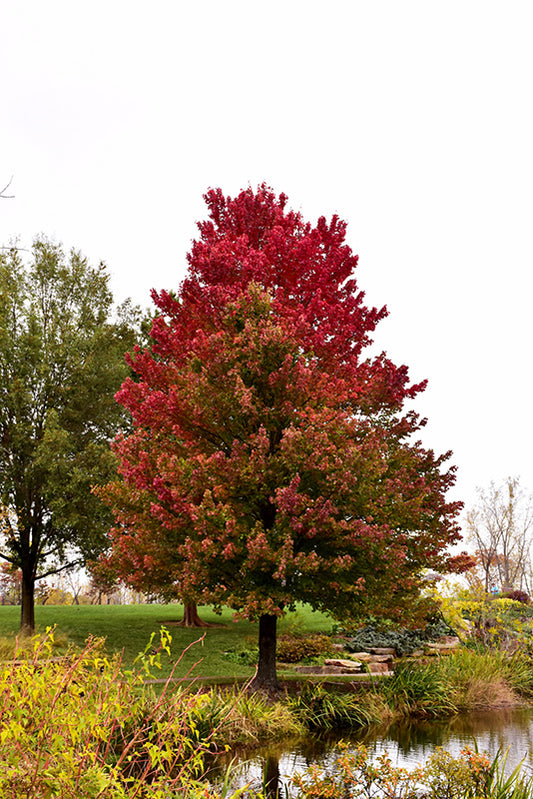 Maple-Red Sunset® 2.0"B