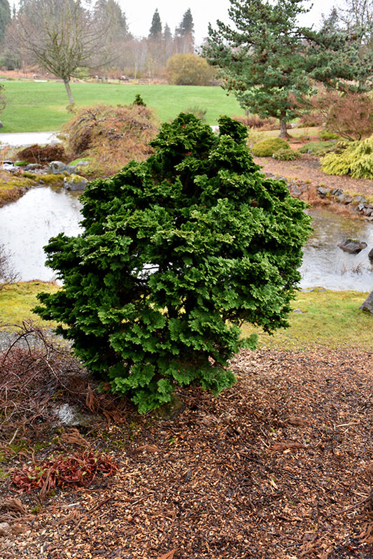 Cypress-Gracilis Nana 6C